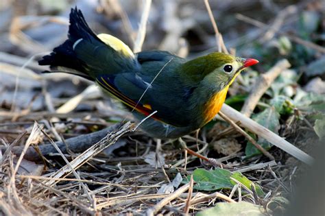 红嘴鸟大全图片
