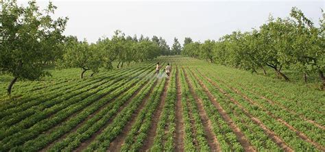 联合国粮农组织驻华代表：科技能让农户真正受益，拼多多：正积极探索“智慧农业”