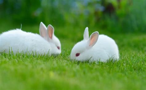 小型宠物兔图片大全,宠物兔图片,宠物兔品种及图片_大山谷图库