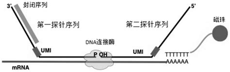 一种高效研究RNA相互作用组的高通量测序方法及其应用与流程