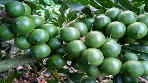 夏威夷果是什么树的果实-农百科