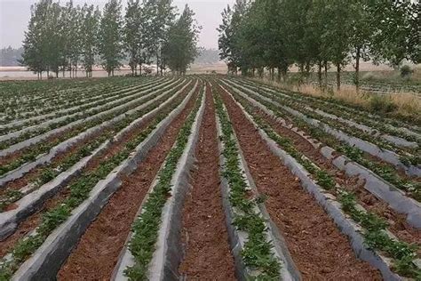 种植红薯怎样铺地膜，可选择覆膜或覆膜后栽插 - 新三农