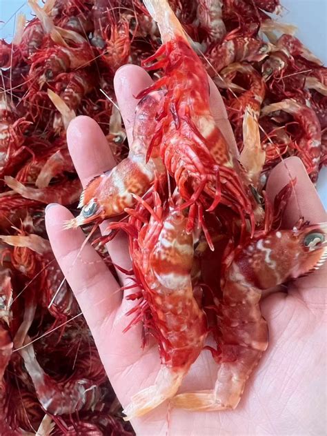 野生海鲜，各种天然鱼虾蟹都有，新鲜到家 - 商情交易 - 江阴论坛