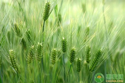 2021年十大高产小麦品种 - 惠农网