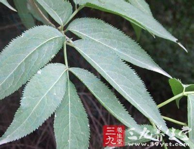活筋条树图片