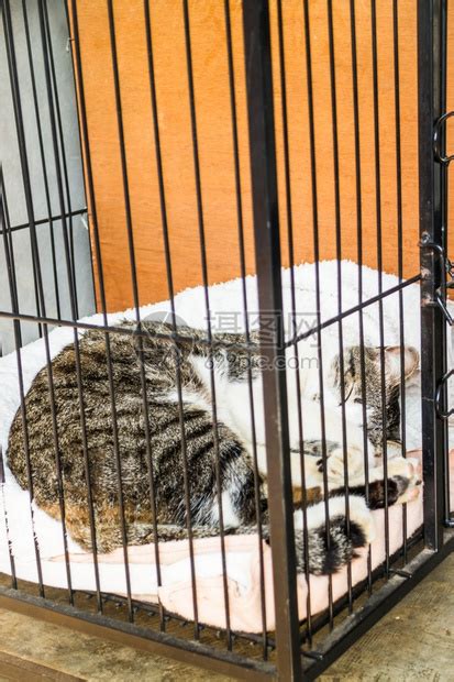 猫咪能一直养在笼子里吗？看上去是保护，其实是在“慢性虐猫”！