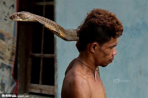 两条眼镜王蛇偷袭印尼村庄 被男子徒手捕获乖乖做宠物_蛇类_爬虫_宠物百科_秀宠网