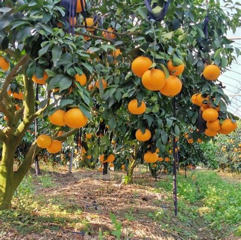 红美人柑橘-宁波台洞纳湖生态农业发展有限公司