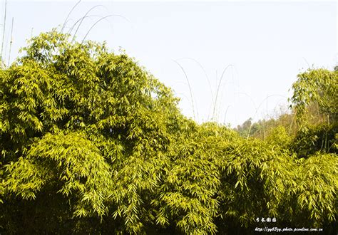 【黔灵竹摄影图片】贵阳黔灵公园竹园生态摄影_太平洋电脑网摄影部落