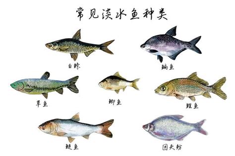 常见淡水鱼类名称及图片大全 - 鱼类百科 - 酷钓鱼