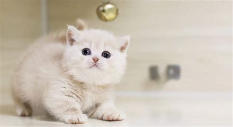 宠物猫适合起什么名字(宠物猫取什么名字)-小猫百科资讯-分享库