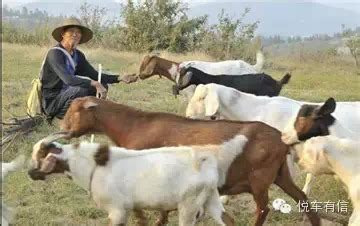 农村放羊,陕北放羊图片,放羊的(第3页)_大山谷图库