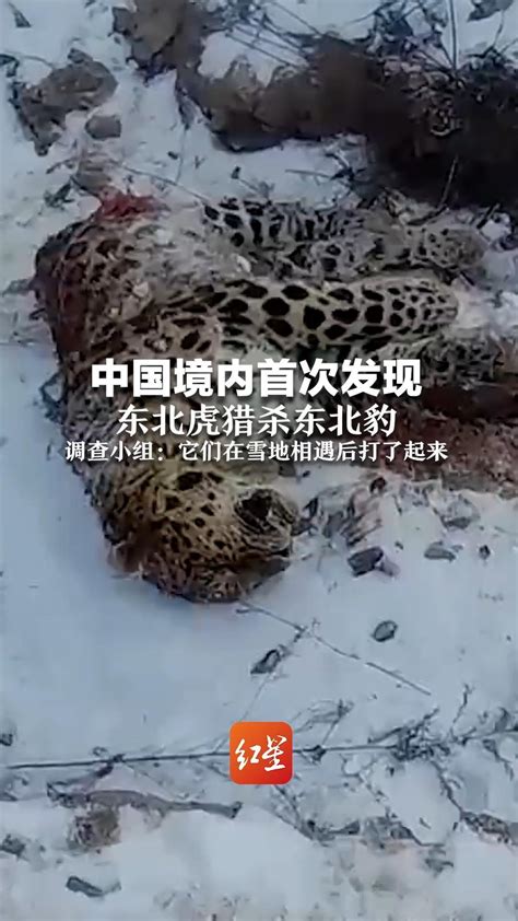 中国境内首次发现 东北虎猎杀东北豹 调查小组：它们在雪地相遇后打了起来_凤凰网视频_凤凰网