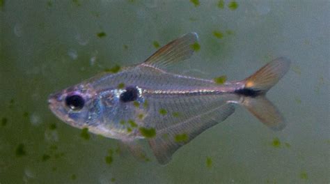 某来自玻利维亚金刚灯品种 / Phenacogaster sp. - 小型鱼类 - CTA南美水族
