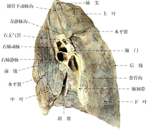 正常肺部解剖示意图-人体解剖图,_医学图库