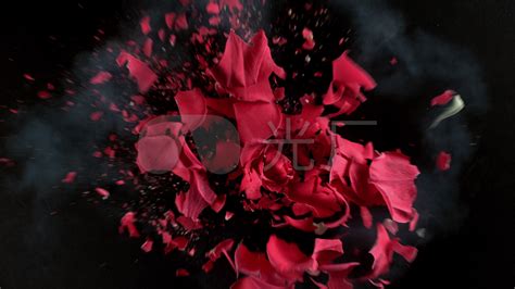 破碎的玫瑰摄影图__花草_生物世界_摄影图库_昵图网nipic.com