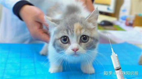 猫会得狂犬病吗 – 中国宠物网
