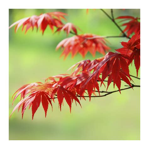 秋天的树叶高清图片下载-正版图片501698186-摄图网