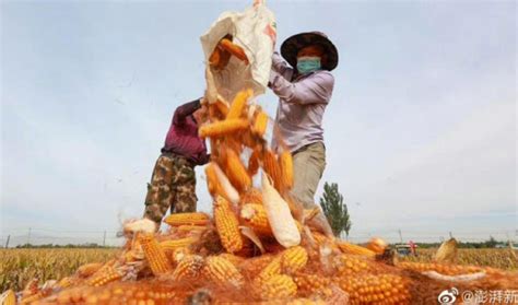 农民日报评一根玉米卖6元：“助农”变成“伤农”闹剧-新闻频道-和讯网