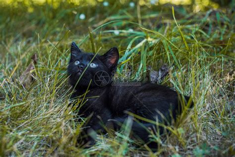 非主流黑色猫咪头像