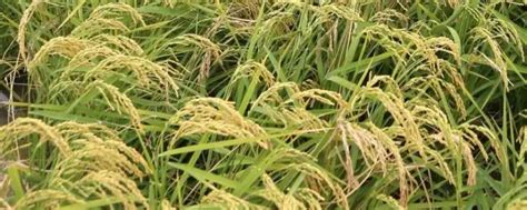 海水稻有什么特点 - 农敢网