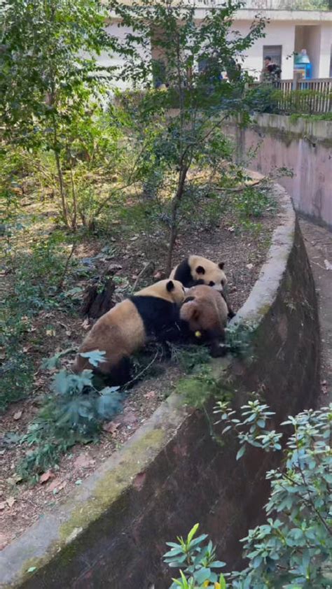 早上好！🐼熊猫＂挖煤三巨头＂又打架了，不光打……_新浪新闻