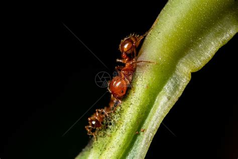 大型褐蚂蚁高清图片下载-正版图片307230047-摄图网
