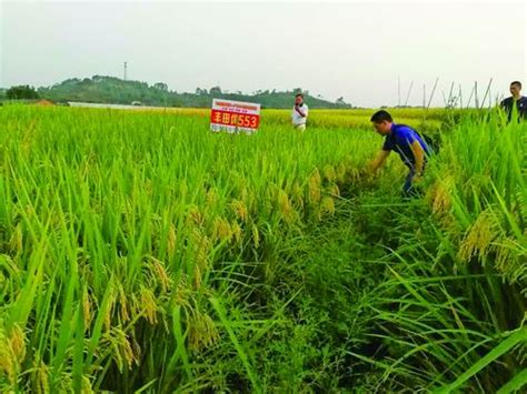水稻产业呼唤减“肥”增“绿”_农业科技_广西农业科学院 广西农业科学院图书馆