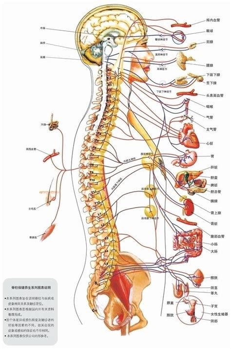 脊椎神经与各种脏器及疾病的关系_美脊康（北京）健康科技有限公司