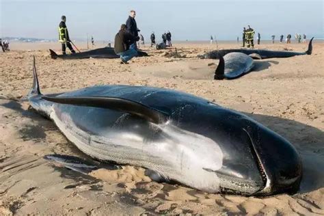 浙江救助的抹香鲸真的死了么？大型鲸鱼救援是世界性难题__财经头条