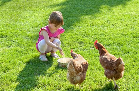 在农场喂鸡的女孩照片摄影图片_ID:166568291-Veer图库