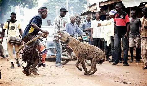 作为非洲二哥的鬣狗，不怕狮子却怕非洲人？非洲人是怎么对它的？