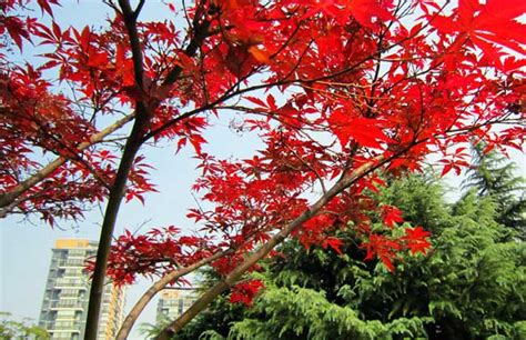 中国千年古树，为什么被“挂”满红布条，导游：不仅仅是为了祈福|乱砍乱伐|古树|大自然_新浪新闻