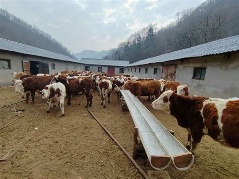 洛南县畜牧兽医中心在巡检镇开展肉牛增量提质项目进展检查活动 - 西安商报