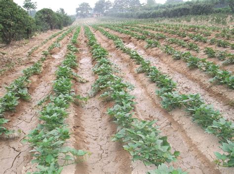 红薯种植前景如何？亩产量多少斤？（附种植成本及效益分析） - 惠农网