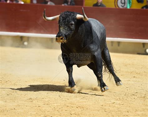 西班牙斗牛场的公牛高清图片下载-正版图片506040895-摄图网