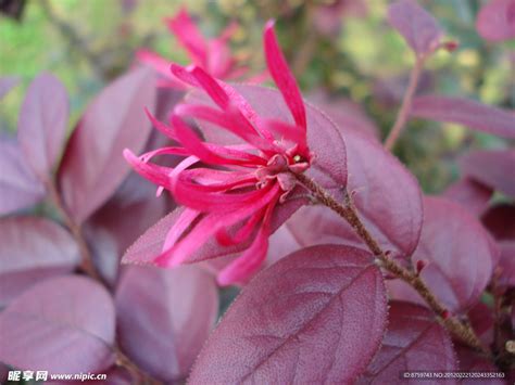 红花檵木Loropetalum chinense var. rubrum Yieh-网上植物园