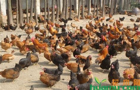 怎么养鸡-散养鸡的养殖方法-土鸡养殖技术-第5页 - 畜小牧养殖网