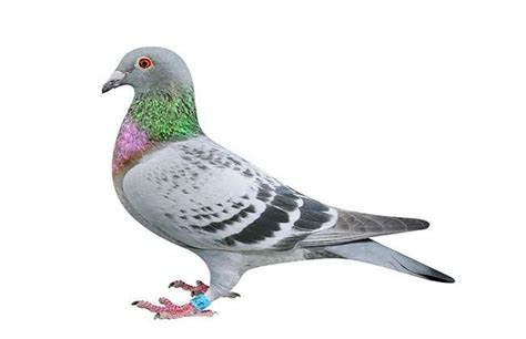 紫点子鸽价格 短嘴红点子观赏鸽图片 墨环 紫环鸽 金眼白鸽子-阿里巴巴