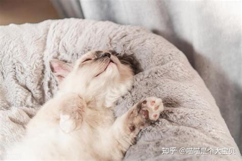 猫猫能听懂的三句话，猫咪喜欢睡在主人旁边表示什么 - 桔子时尚网