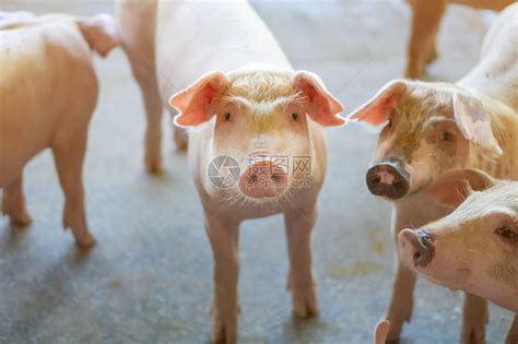 在当地东盟养猪场养猪的一群看起来很健康的猪没有影响猪生长或繁殖力的当地疾病或条件的标准化和清高清图片下载-正版图片504399412-摄图网