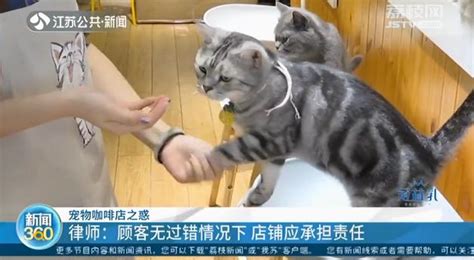 顾客喝咖啡撸猫被抓伤 店家表示：不负责_荔枝网新闻