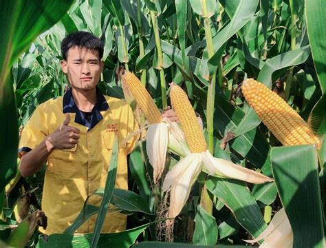 京科968：引领我国新一轮玉米品种更新换代_安徽频道_凤凰网