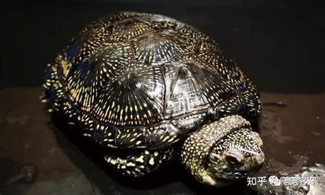 凤凰涅槃，越养越惊艳的龟——欧洲泽龟 - 知乎