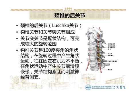 钩椎关节解剖图图片