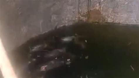 村民在蓄水池中发现7具猴子尸体，林业局：或因喝水被困淹死_七环视频_澎湃新闻-The Paper