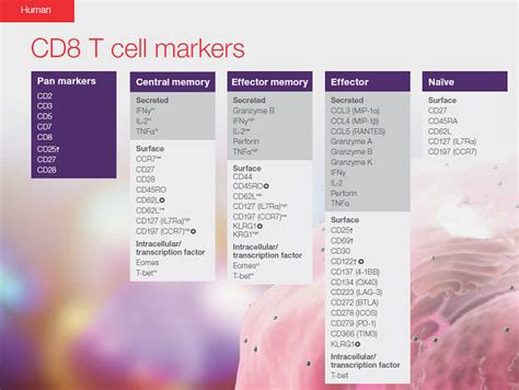 T细胞与B细胞激活