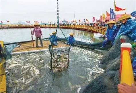 宁波渔民新年第一网，4.8斤大黄鱼卖了2.66万元_凤凰网视频_凤凰网