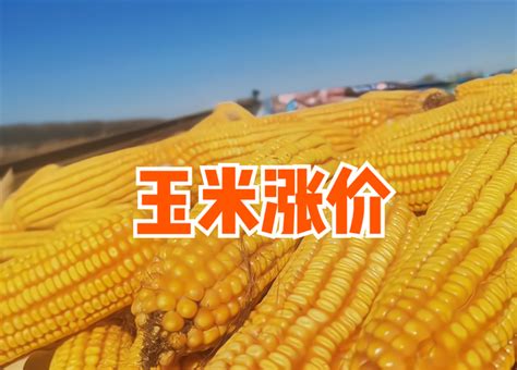 8月份玉米能涨价吗,玉米,_大山谷图库