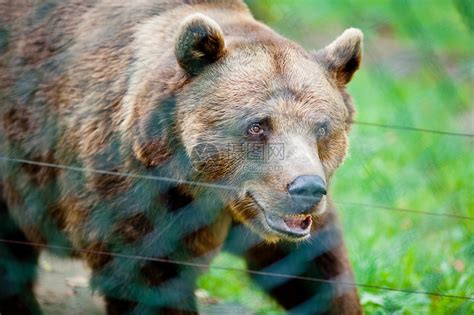 棕熊在大自然上高清图片下载-正版图片306872344-摄图网